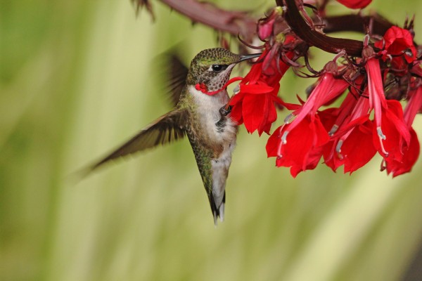 Tickle Me Red by Deb Oppermann